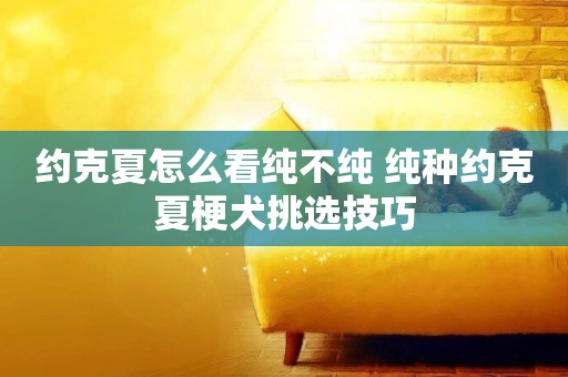 約克夏怎么看純不純 純種約克夏梗犬挑選技巧