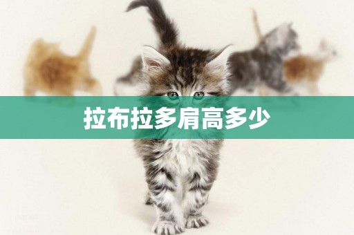 拉布拉多肩高多少