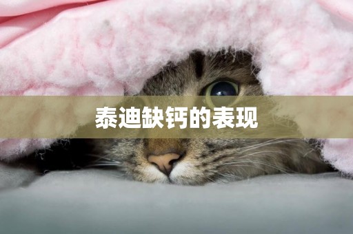 泰迪缺鈣的表現
