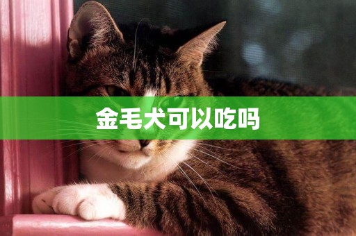 金毛犬可以吃嗎