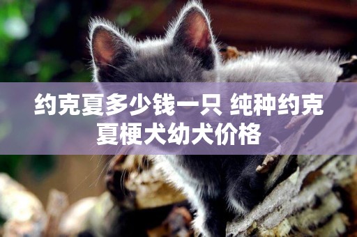 約克夏多少錢一只 純種約克夏梗犬幼犬價格
