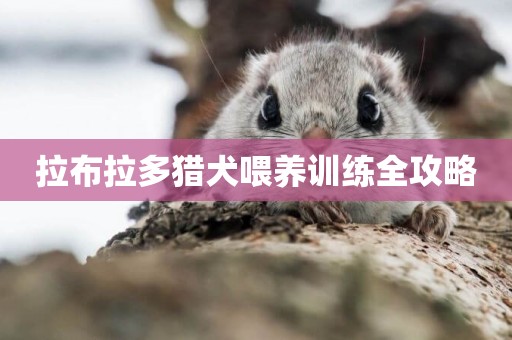拉布拉多獵犬喂養訓練全攻略