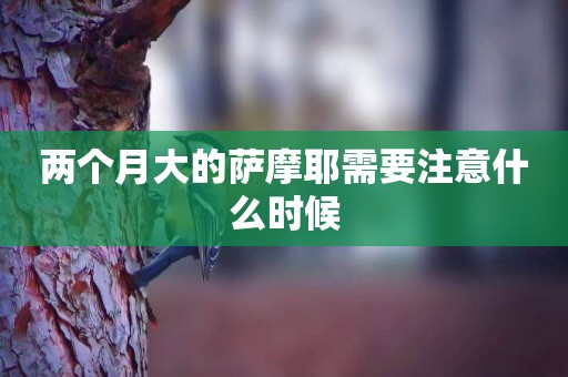 兩個月大的薩摩耶需要注意什么時候