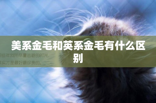 美系金毛和英系金毛有什么區別