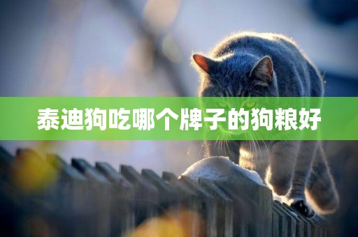 泰迪狗吃哪個牌子的狗糧好