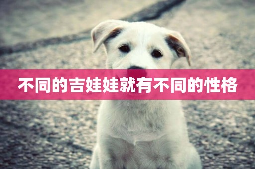 不同的吉娃娃就有不同的性格
