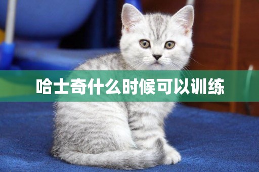 哈士奇什么時候可以訓練