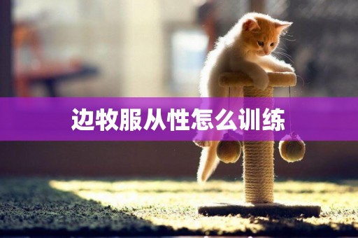 邊牧服從性怎么訓練
