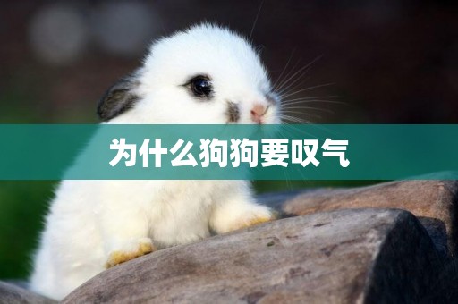 為什么狗狗要嘆氣