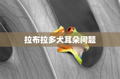 拉布拉多犬耳朵問題