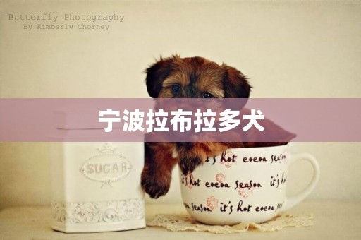 寧波拉布拉多犬