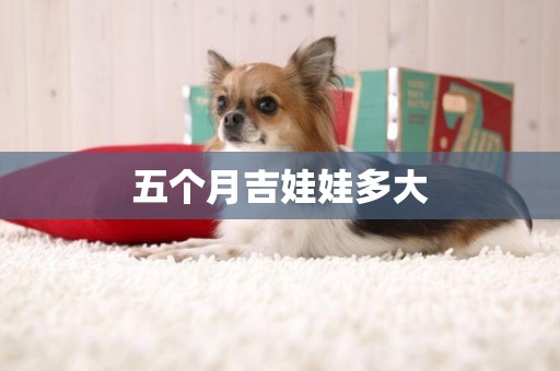 五個月吉娃娃多大