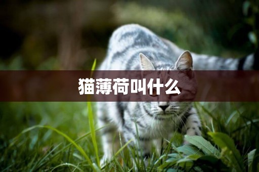 貓薄荷叫什么