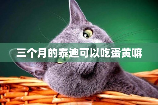 三個月的泰迪可以吃蛋黃嘛