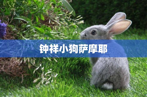 鐘祥小狗薩摩耶