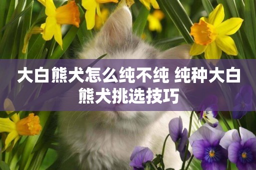 大白熊犬怎么純不純 純種大白熊犬挑選技巧