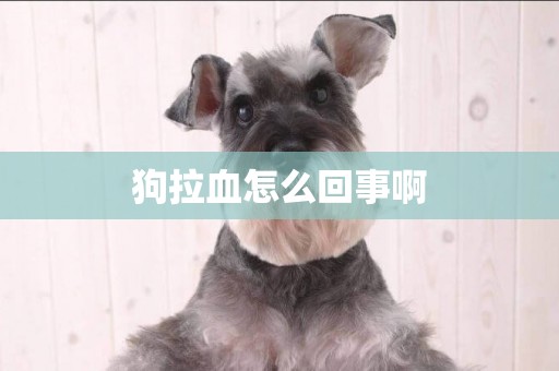 狗拉血怎么回事啊