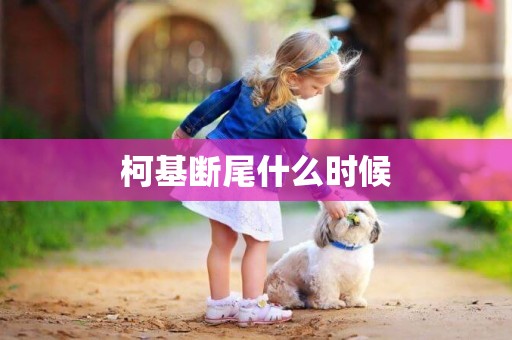 柯基斷尾什么時候