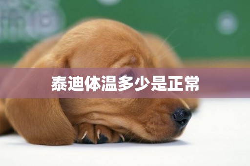 泰迪體溫多少是正常