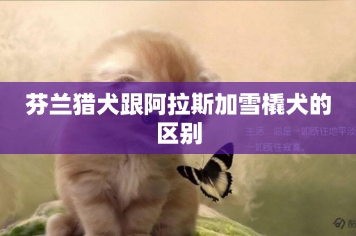 芬蘭獵犬跟阿拉斯加雪橇犬的區別