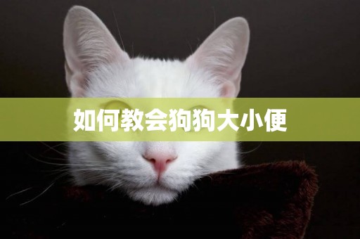 如何教會狗狗大小便