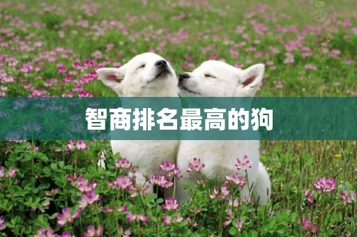智商排名最高的狗