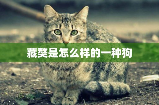 藏獒是怎么樣的一種狗