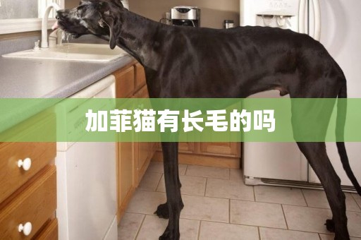 加菲貓有長毛的嗎
