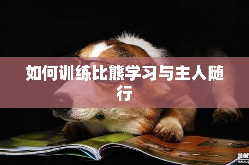 如何訓練比熊學習與主人隨行