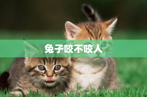 兔子咬不咬人
