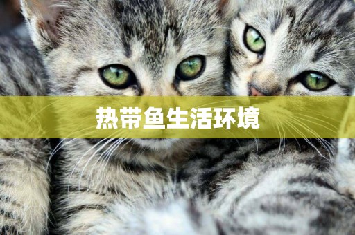 熱帶魚生活環境