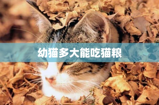 幼貓多大能吃貓糧