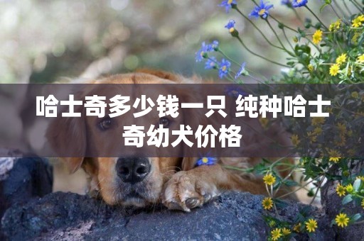 哈士奇多少錢一只 純種哈士奇幼犬價格