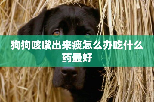 狗狗咳嗽出來痰怎么辦吃什么藥最好