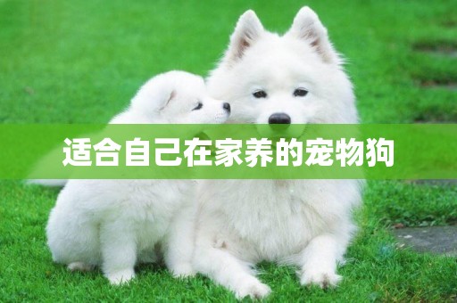 適合自己在家養的寵物狗