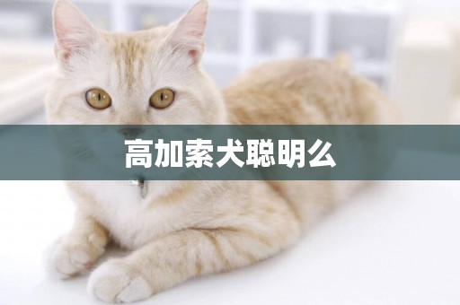 高加索犬聰明么