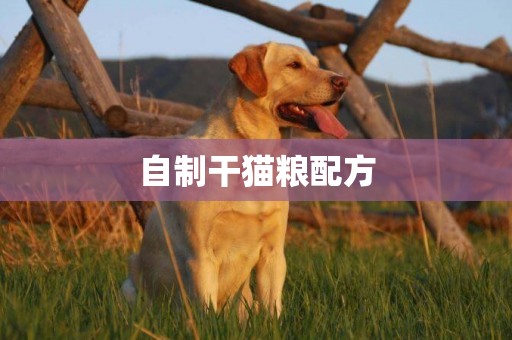 自制干貓糧配方