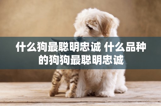 什么狗最聰明忠誠 什么品種的狗狗最聰明忠誠