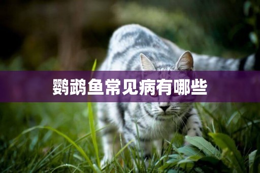 鸚鵡魚常見病有哪些
