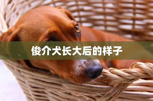 俊介犬長大后的樣子