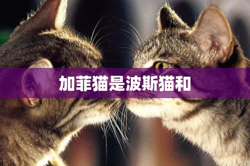 加菲貓是波斯貓和