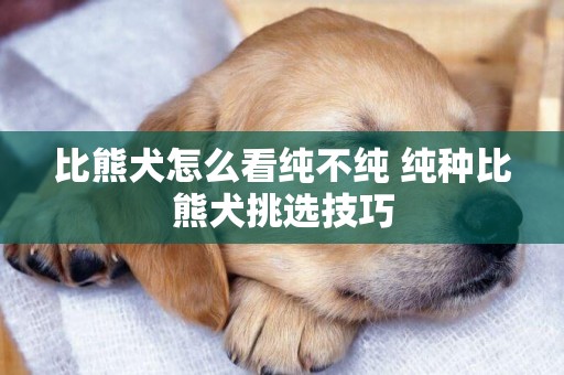 比熊犬怎么看純不純 純種比熊犬挑選技巧