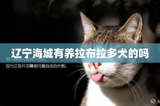 遼寧海城有養拉布拉多犬的嗎