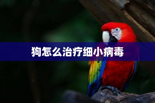 狗怎么治療細小病毒