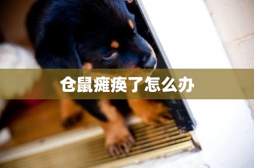 倉鼠癱瘓了怎么辦