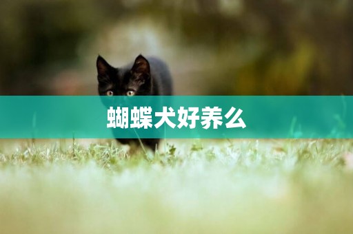 蝴蝶犬好養么