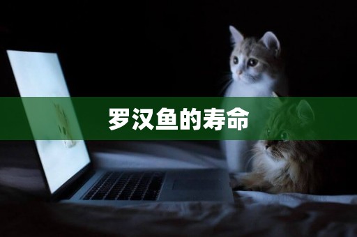 羅漢魚的壽命