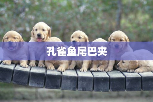 孔雀魚尾巴夾