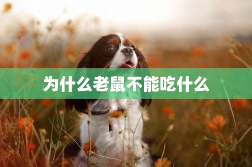 為什么老鼠不能吃什么
