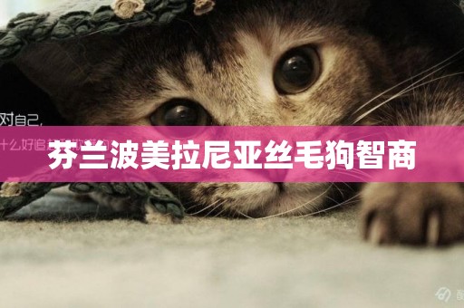 芬蘭波美拉尼亞絲毛狗智商